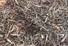 mulch.jpg