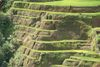 terracing.jpg