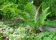 vegetation.jpg